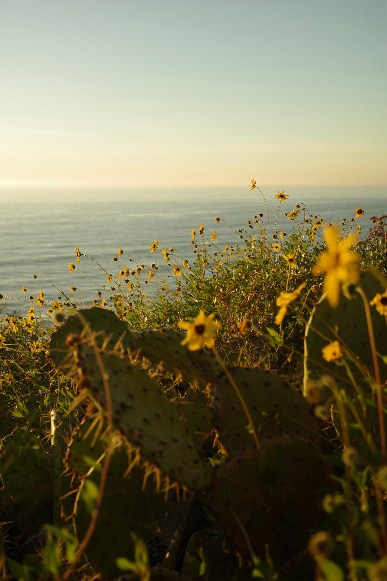 Cactus and wildflowers above the Pacific