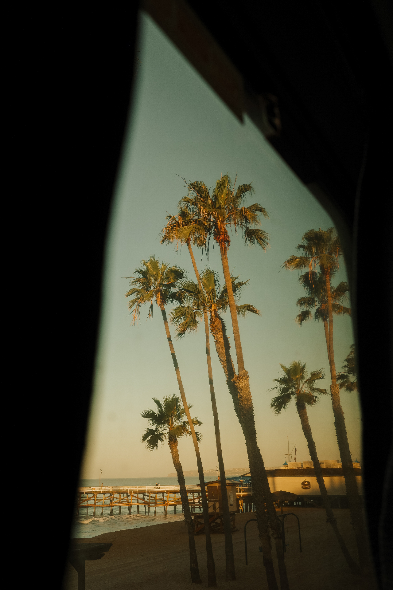 Palm trees through a window at golden hour