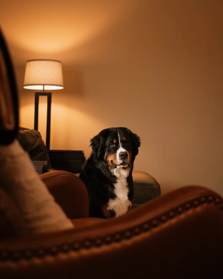 BERNESE, LAMPLIGHT