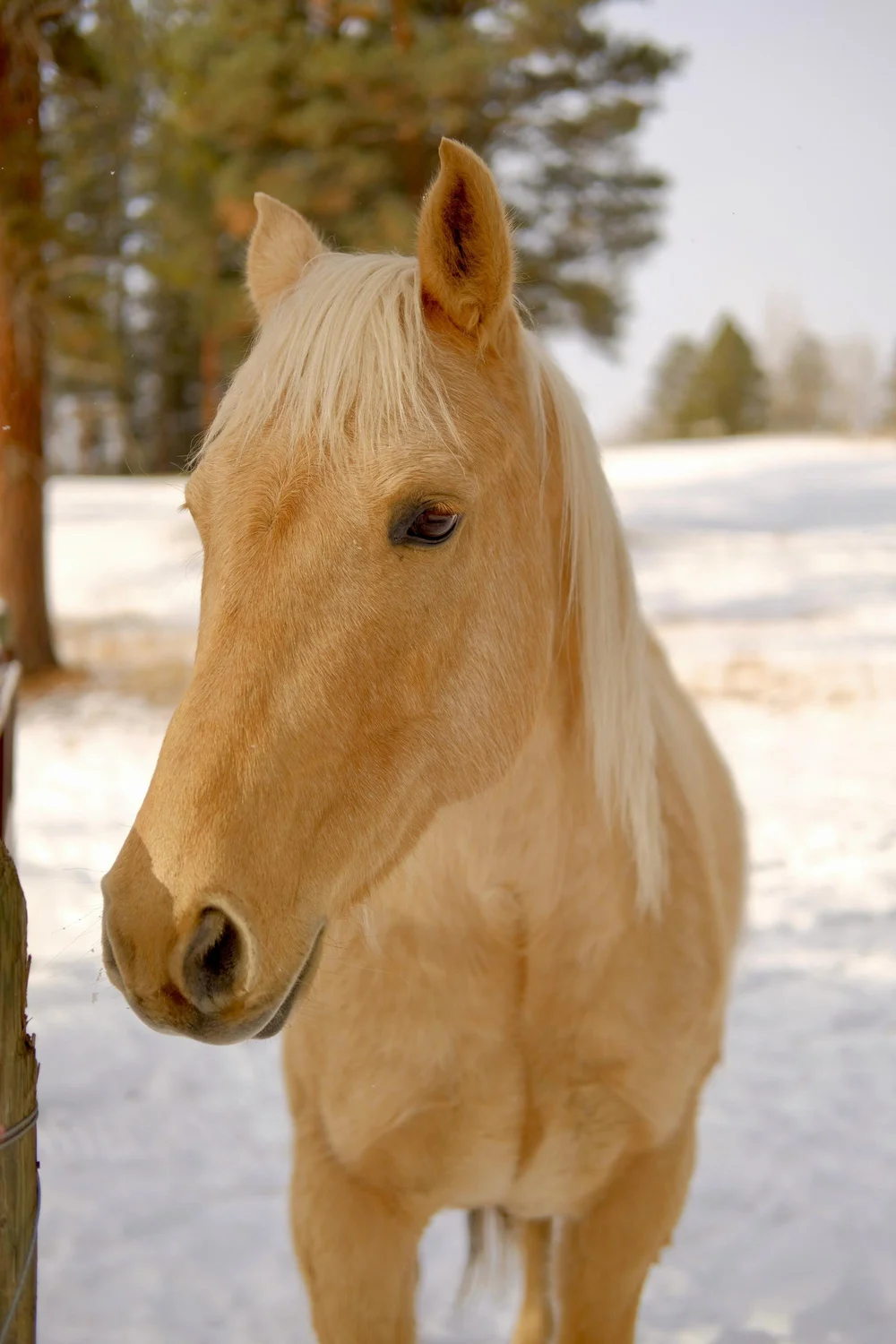 TRIXIE
