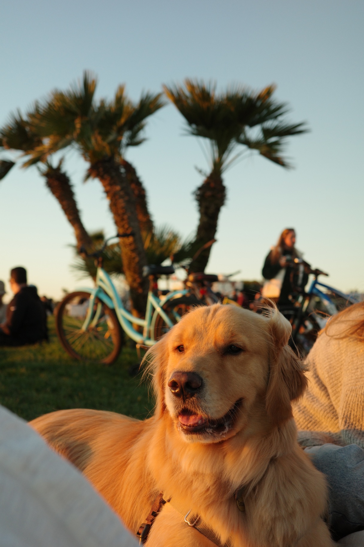 Golden retriever at the beach at sunset