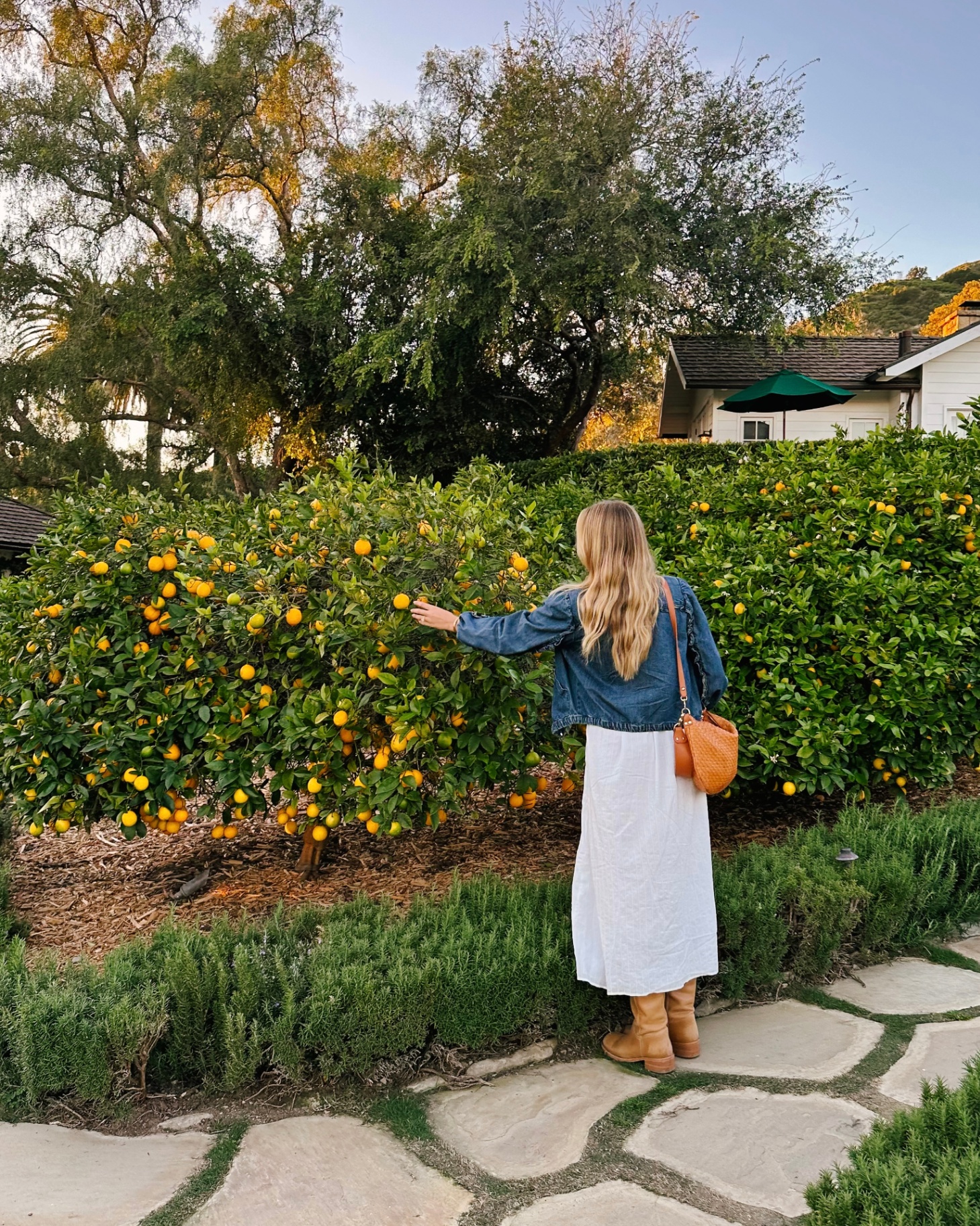 Picking lemons in a sunlit garden