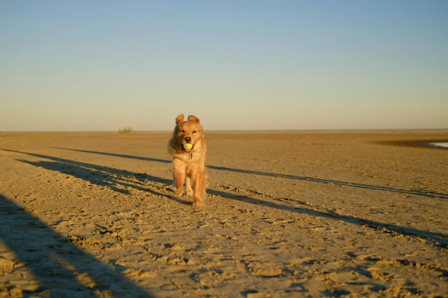 Golden retriever running with a tennis ball at sunset